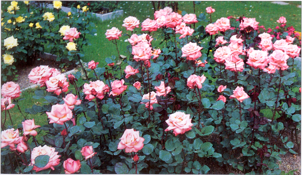 Rose : Queen Elizabeth